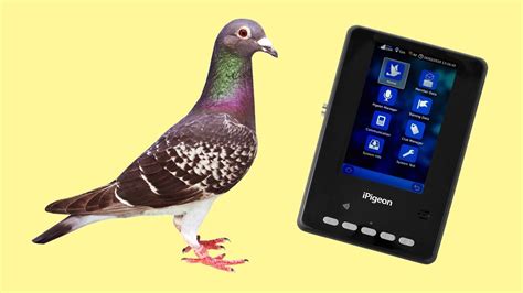 mavc pigeon clocking system|About PigeonRacePH .